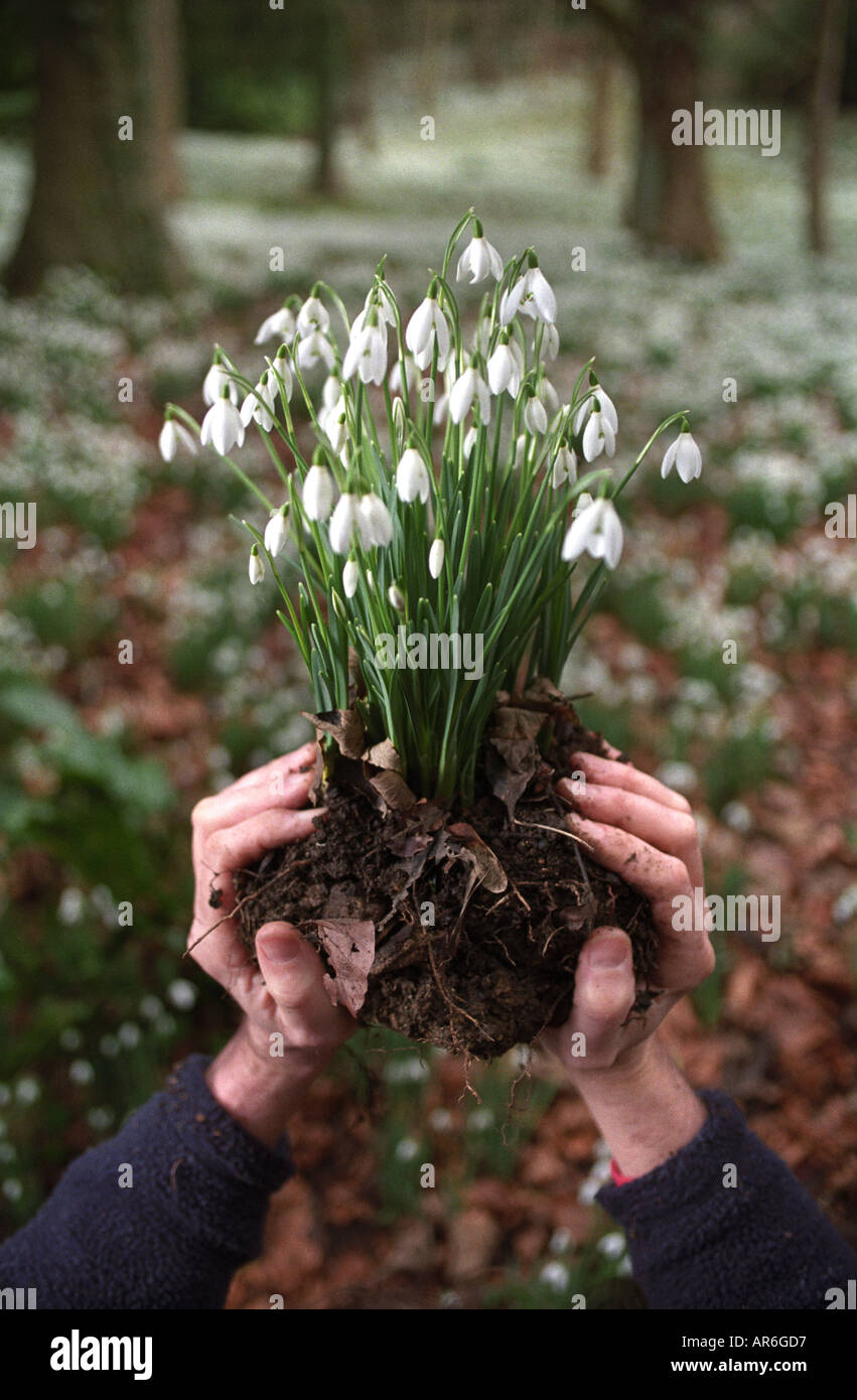 EARLY SNOWDROPS AT PAINSWICK ROCOCO GARDENS NEAR STROUD GLOUCESTERSHIRE UK Stock Photo