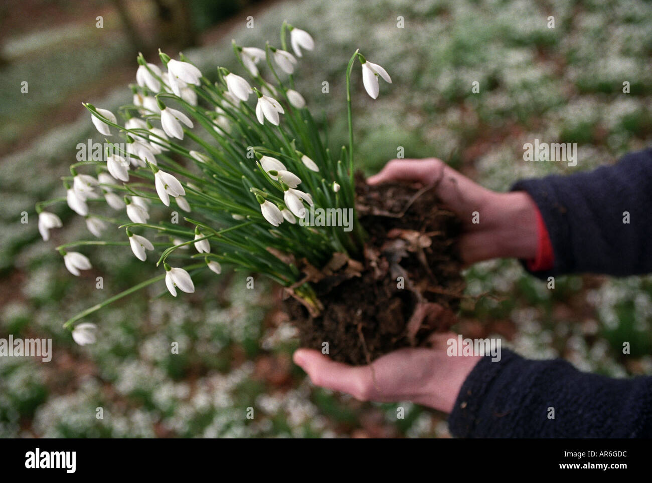 EARLY SNOWDROPS AT PAINSWICK ROCOCO GARDENS NEAR STROUD GLOUCESTERSHIRE UK Stock Photo