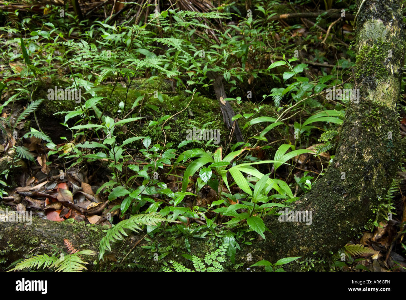 beautiful new growth on the rainforest floor Stock Photo