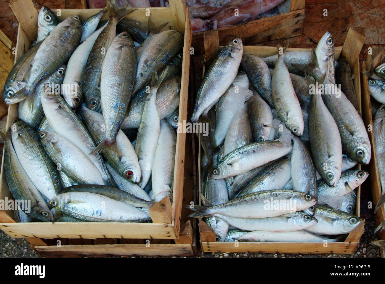 Fish fishmonger slab marble cold wet dead caught marine whole fishy