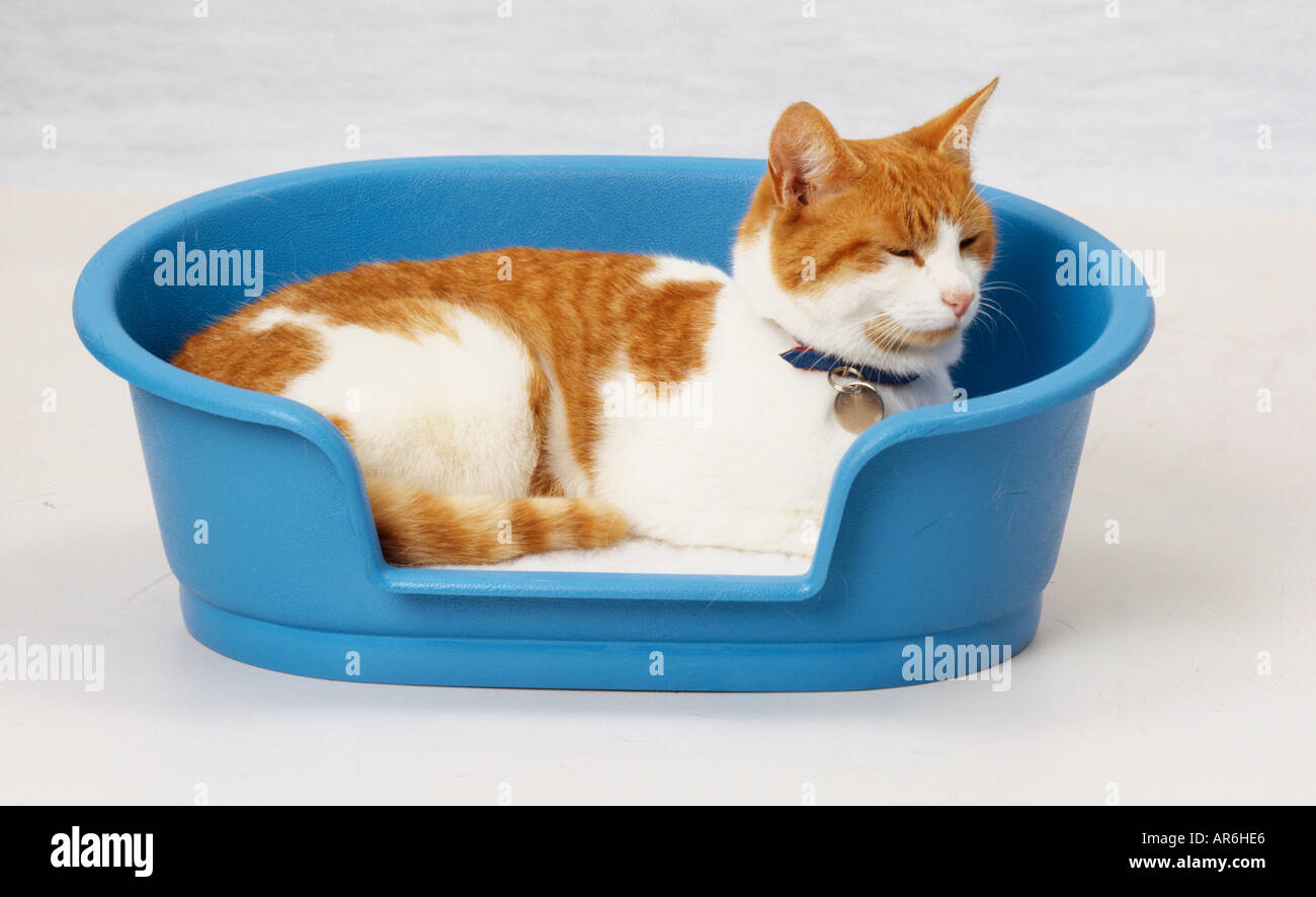 Ginger and white cat lying curled up in blue plastic cat bed, wearing blue collar and metal name tag, head raised sleepily. Stock Photo