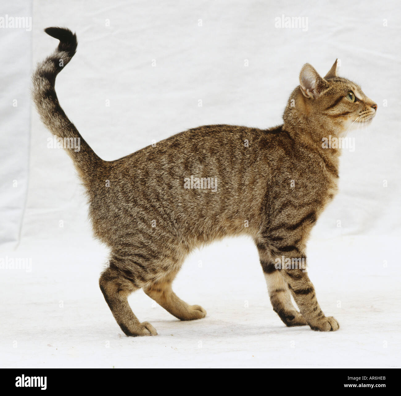 Female mackerel tabby cat standing kinked tail looking up bright eyes