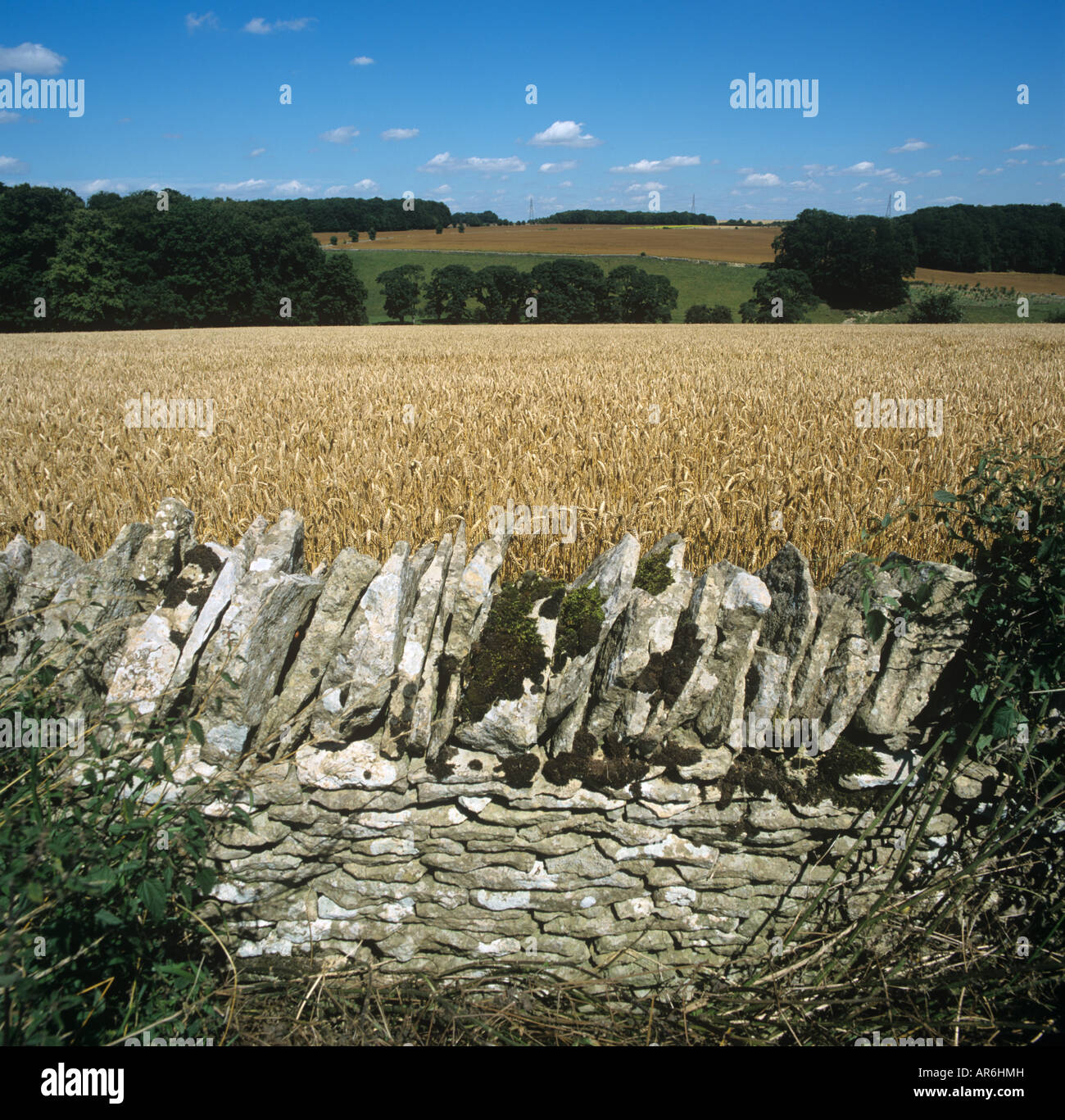 Looking over ripe Cotswold dry stone wall to ripe wheat crop and trees beyond Stock Photo
