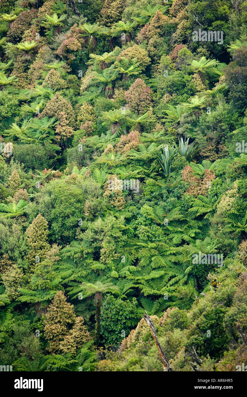 Native Bush Ruahine Forest Park Ruahine Ranges Tararua North Island New Zealand Stock Photo