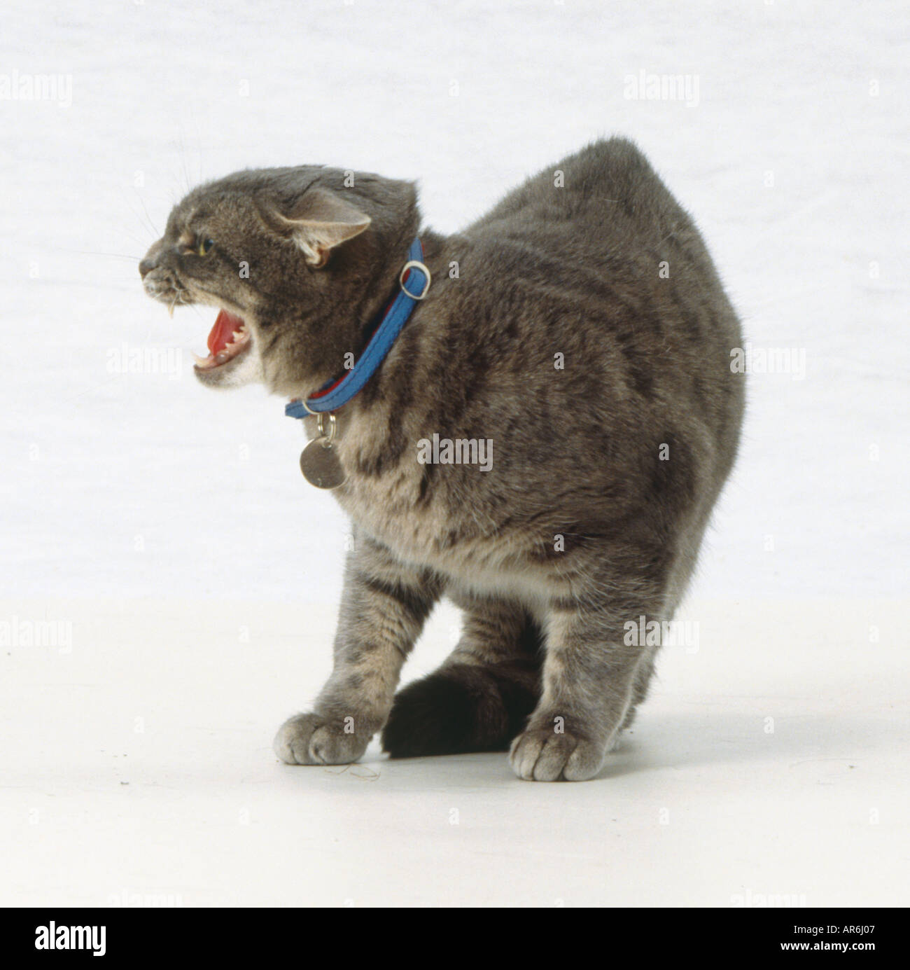 Tabby cat hissing defensively ,ears flattened against head, open mouth revealing sharp teeth and pink tongue Stock Photo
