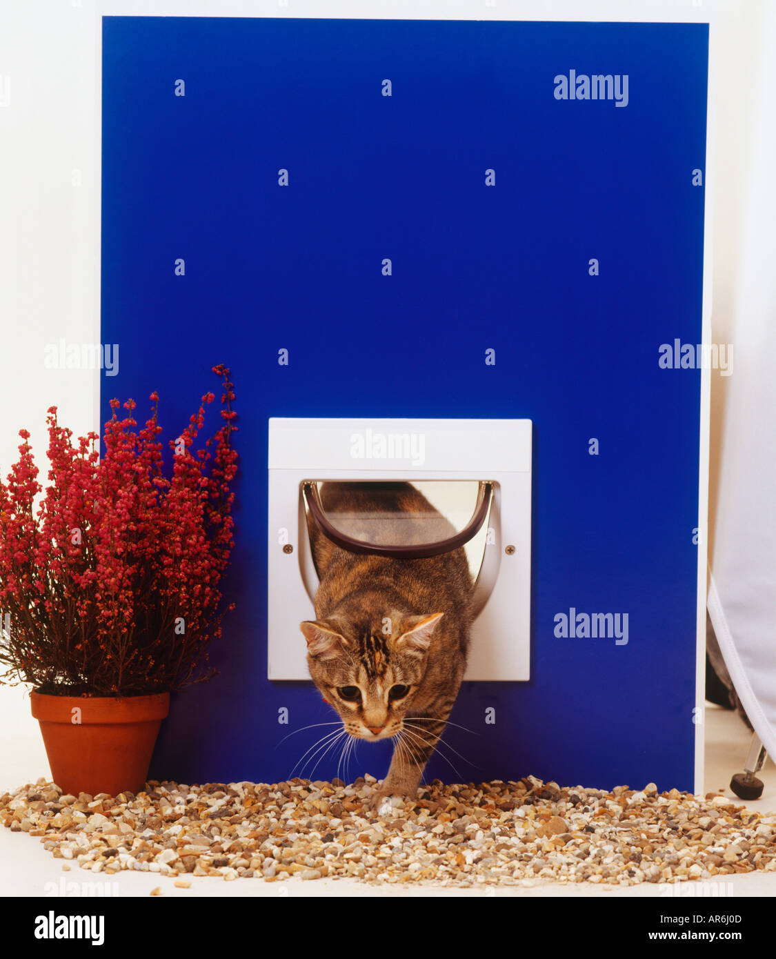 Front view of tabby cat emerging through cat flap, face and one front paw appearing, long whiskers Stock Photo