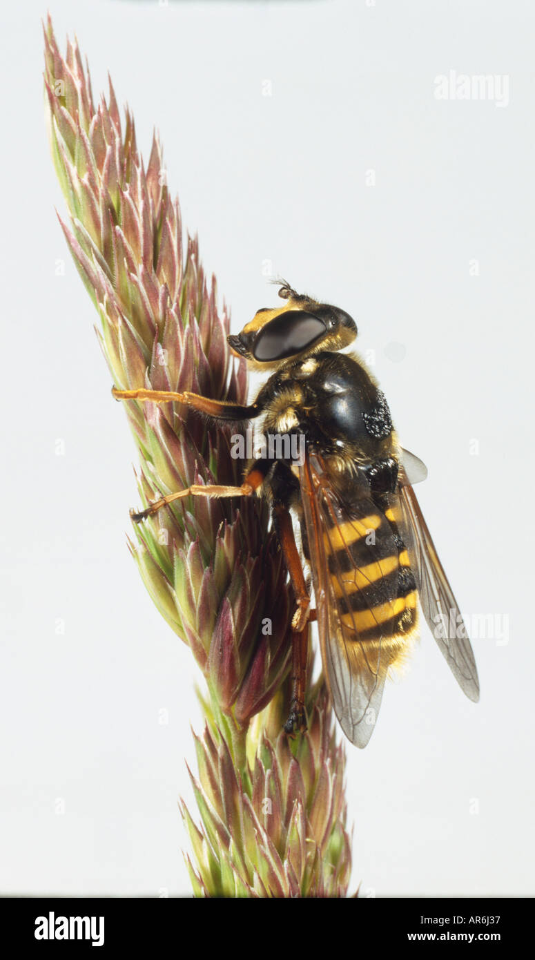Vertical Insects Insect vertical Cut Out Stock Images & Pictures - Alamy