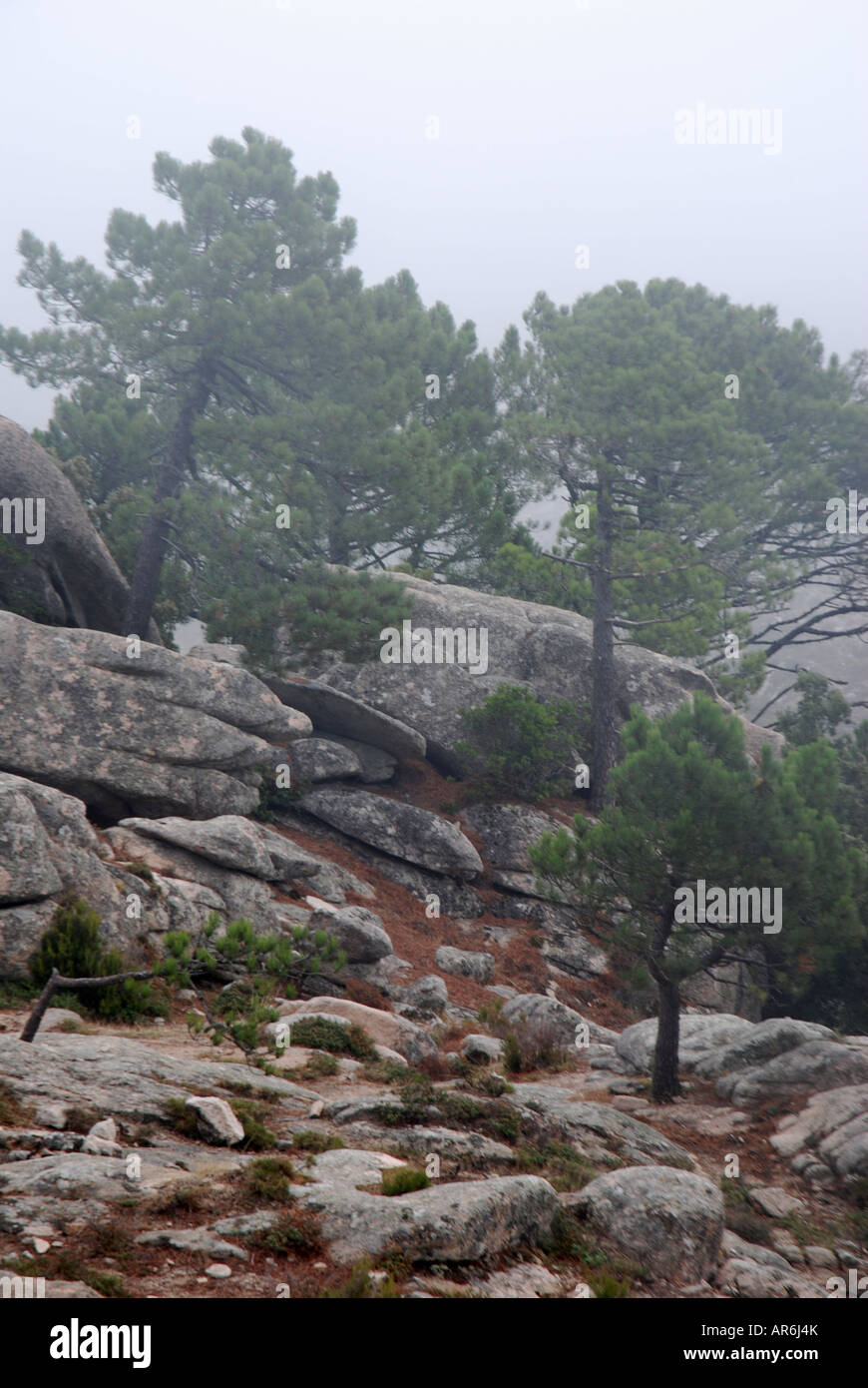 Corsican Pine trees Pinus nigra ssp laricia corsicana growing on rocks in fog Barocaggio forest Island Corsica France Stock Photo