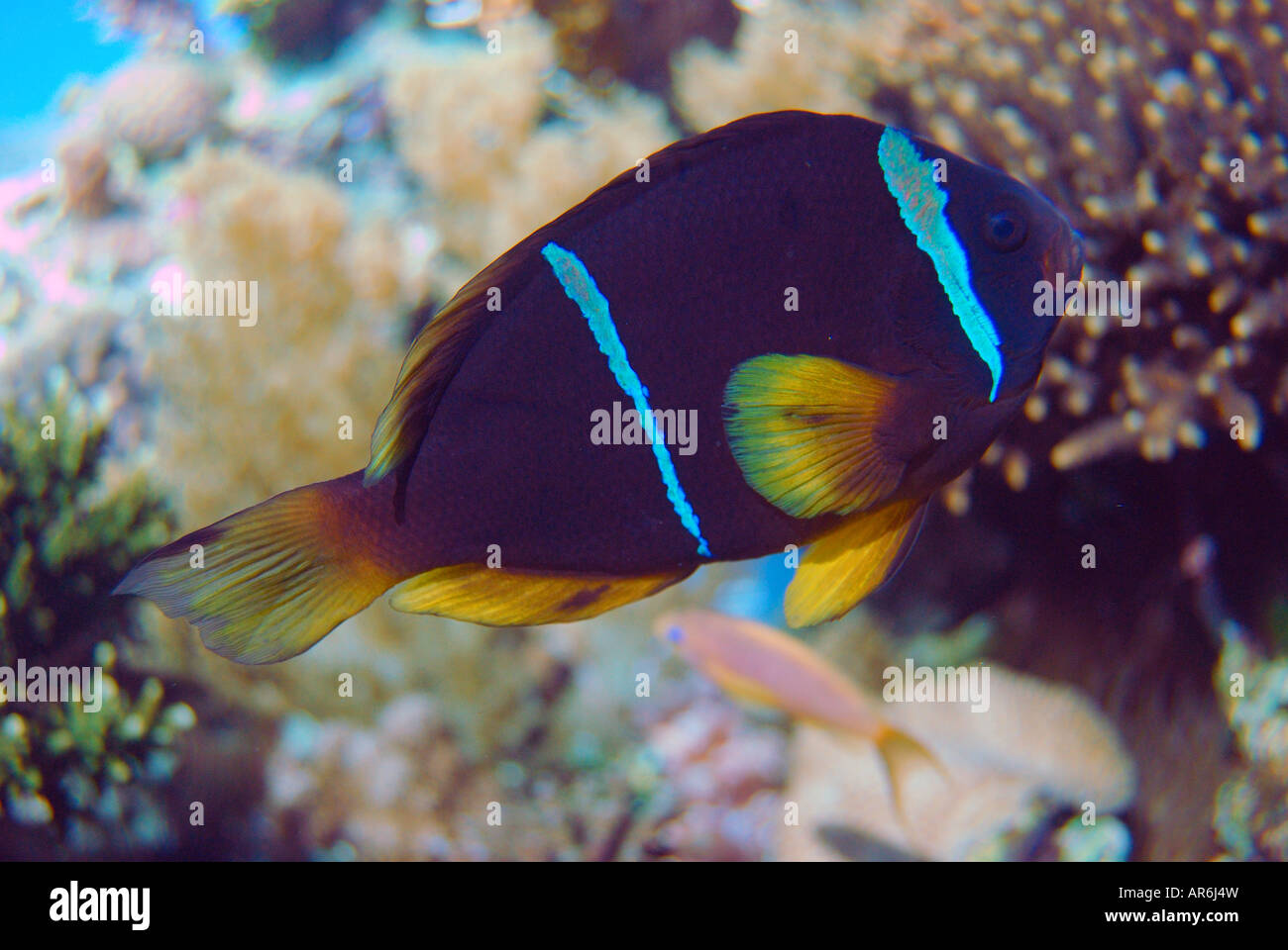 Clown fish, Coral World Underwater Observatory and Aquarium, Eilat, South District, Israel Stock Photo
