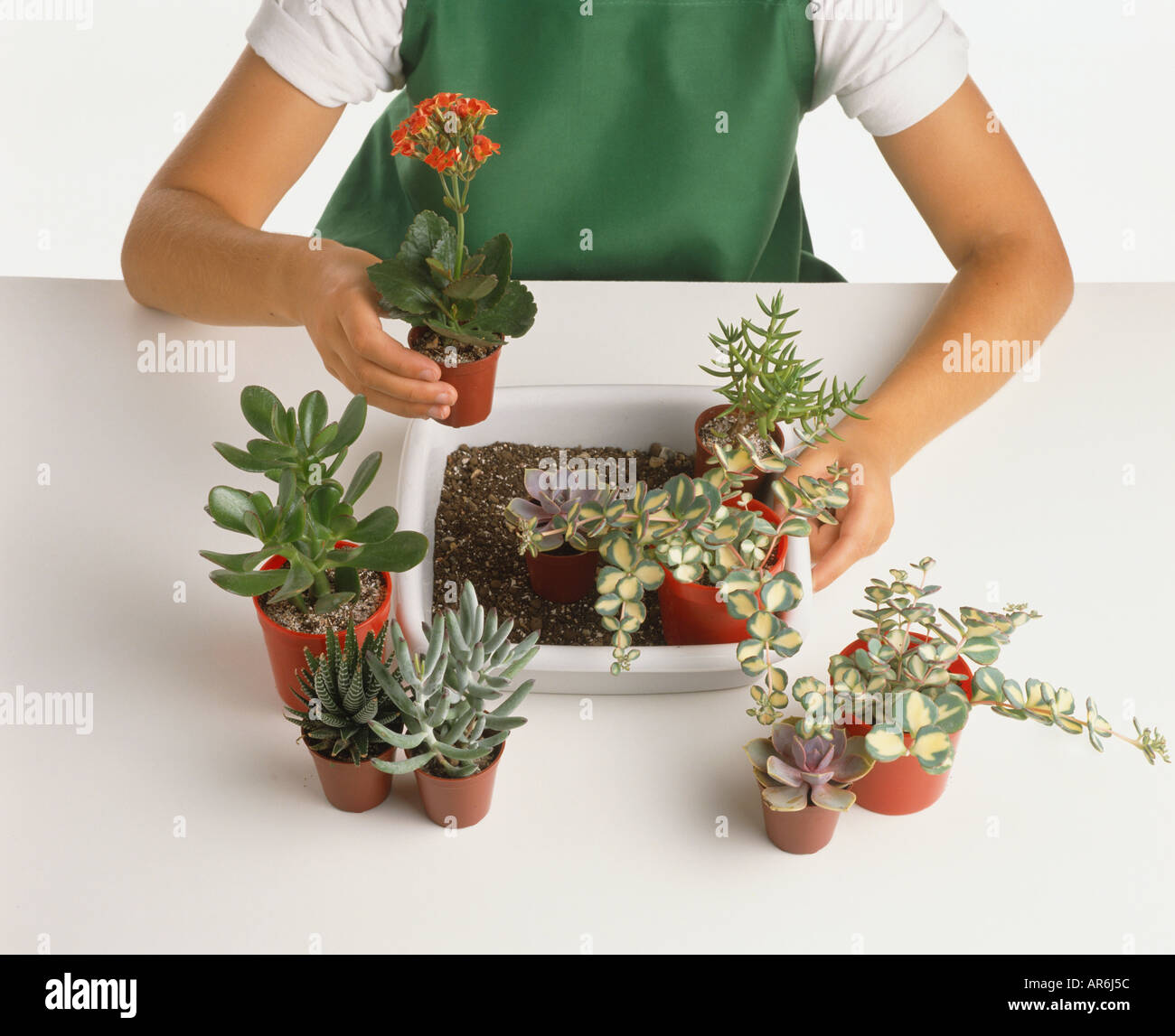 Child Arranging Small Potted Plants In White Plant Container Holding Stock Photo Alamy