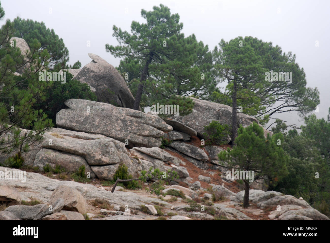 Corsican pine trees growing on rocks with fog Pinus nigra ssp laricio corsicana Bavella Pass Island Corsica France Stock Photo