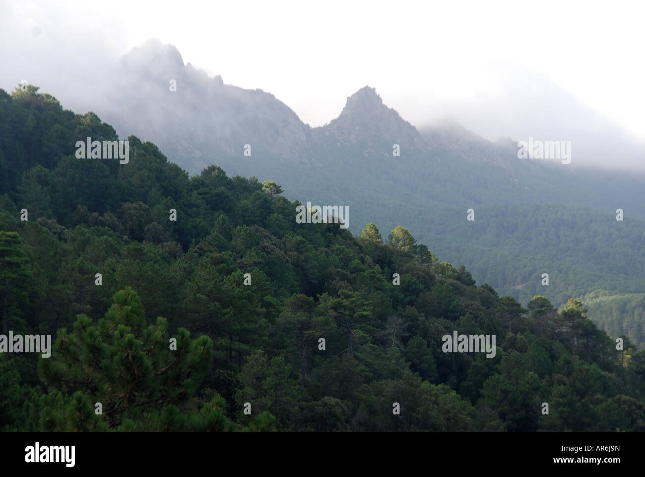 Corsican Pine tree forest Pinus nigra ssp laricia corsicana above town Zonza Island Corsica France Stock Photo