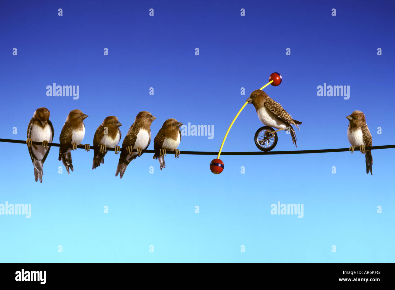 Character Birds on a high wire with one clever one showing off ! Stock Photo