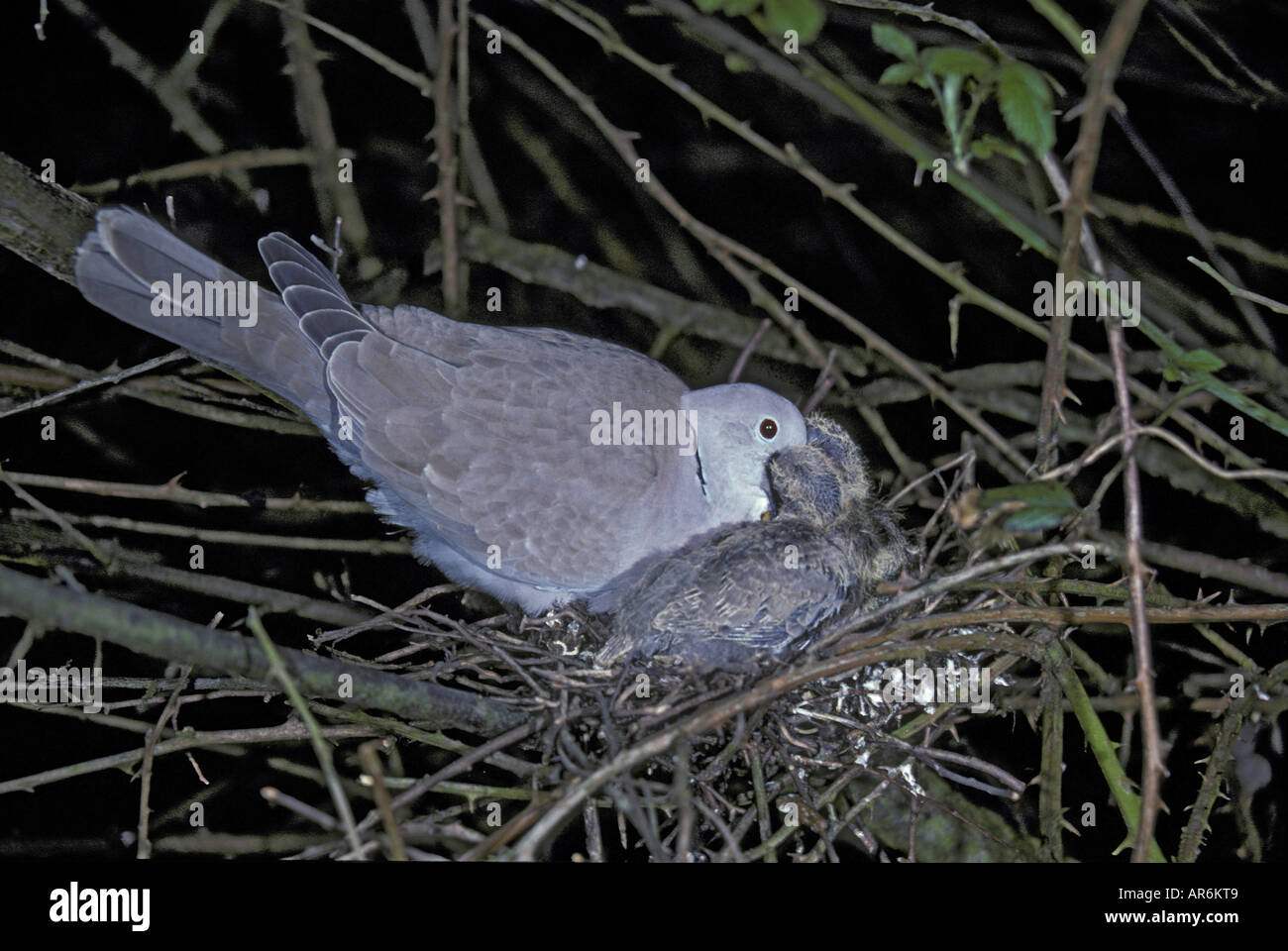 Dove Collared Streptopelia decaocto Feeding young on pigeon milk Stock