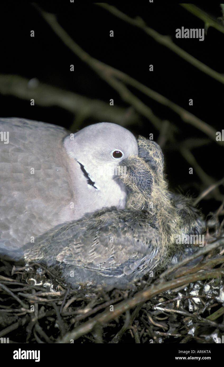 Collared Dove Streptopelia decaocto Feeding young on pigeon milk Stock
