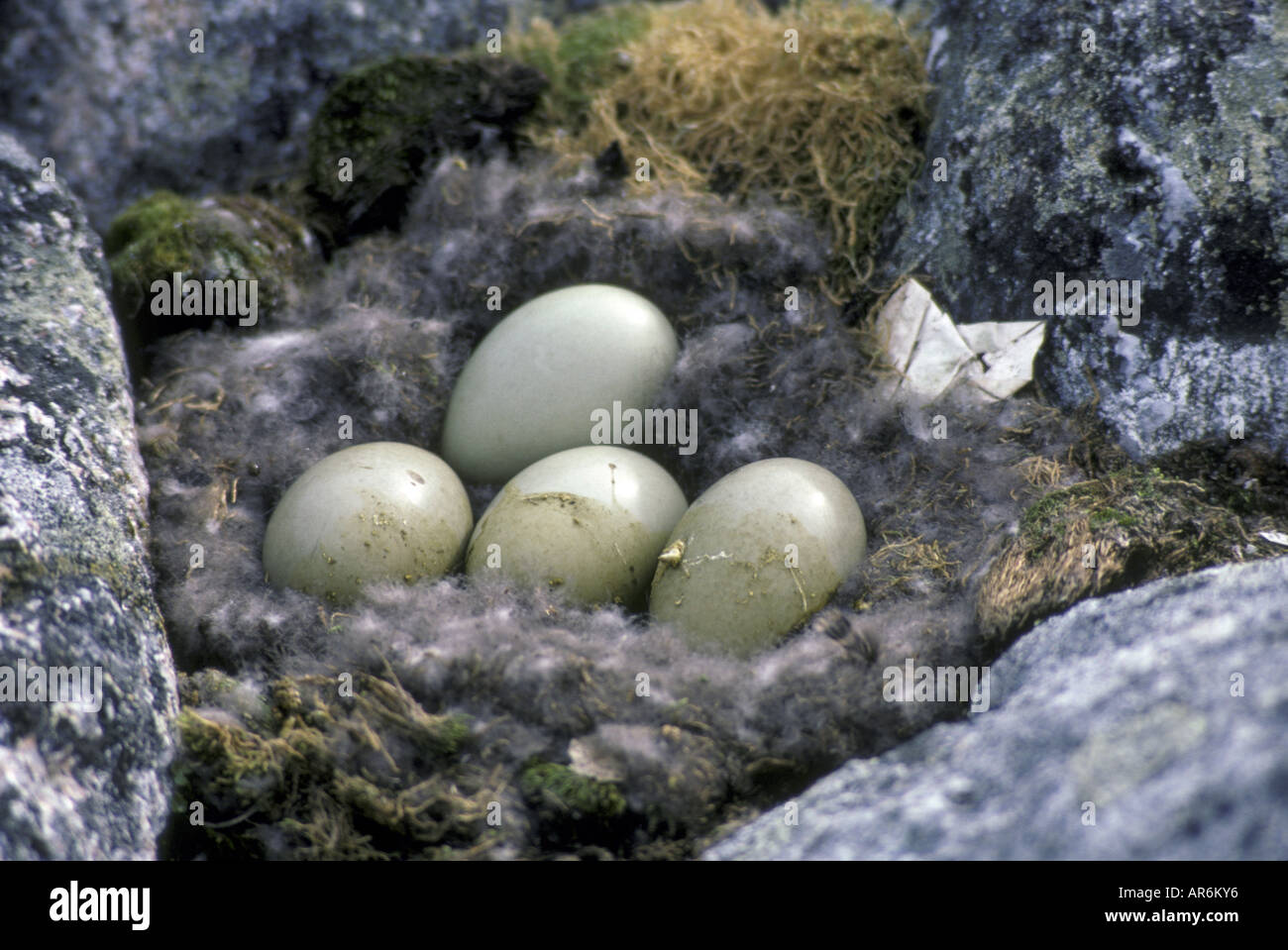 eider-duck-samateria-mollissima-nest-with-four-eggs-stock-photo-alamy