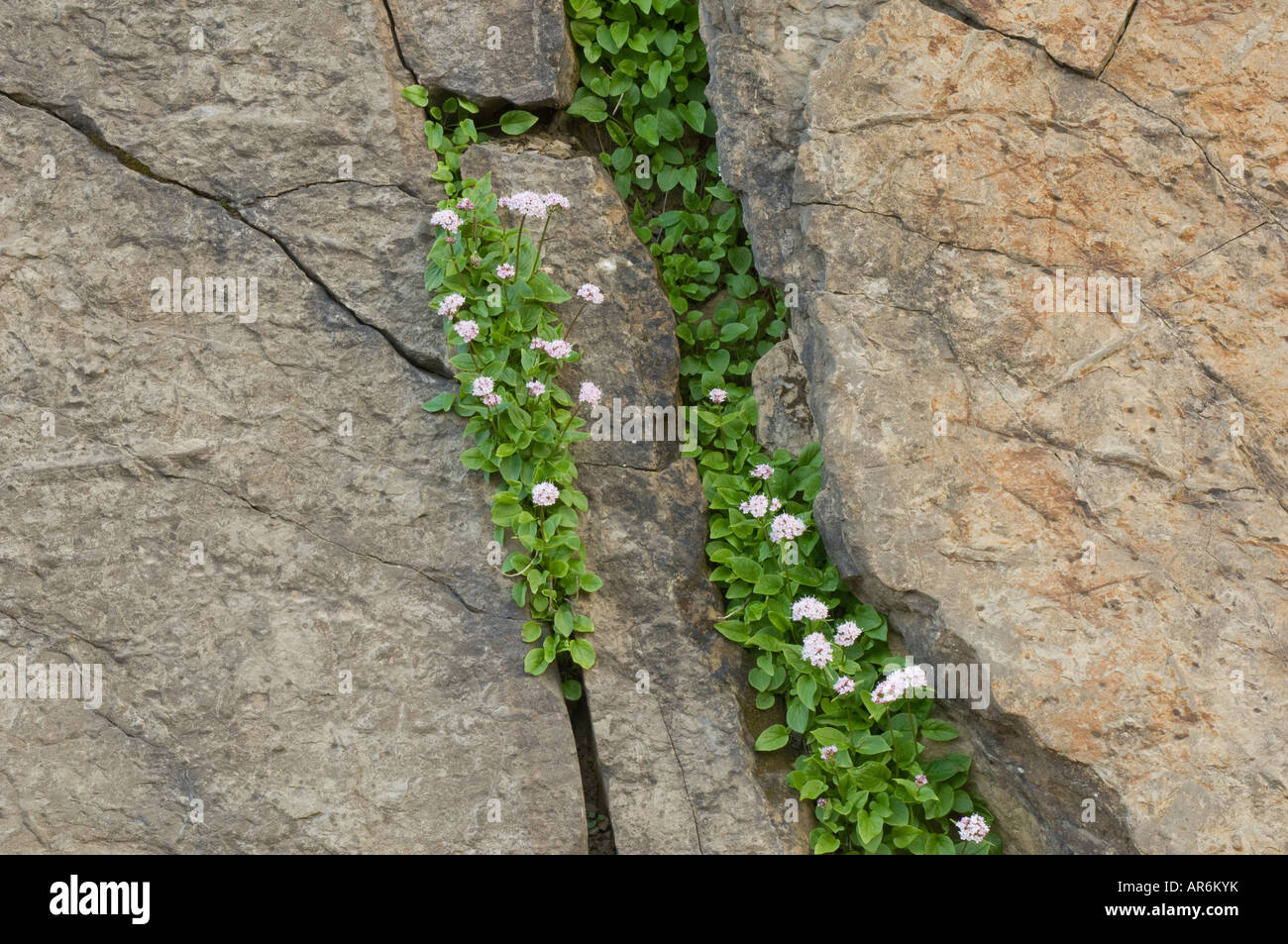 Wild flowers within slate layers in Ordesa National Park, Spain Stock Photo