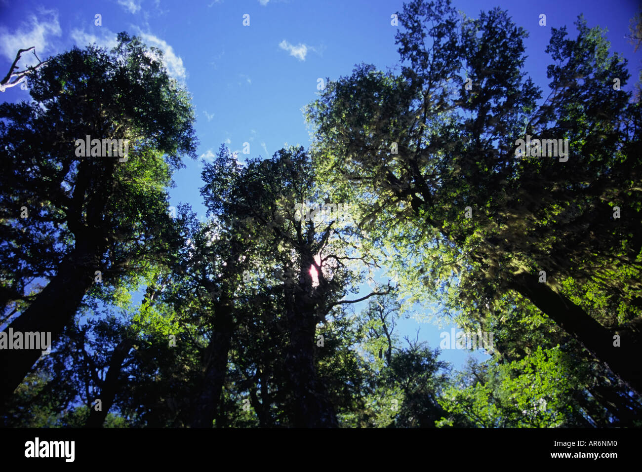 Tall trees in a forest hi-res stock photography and images - Alamy