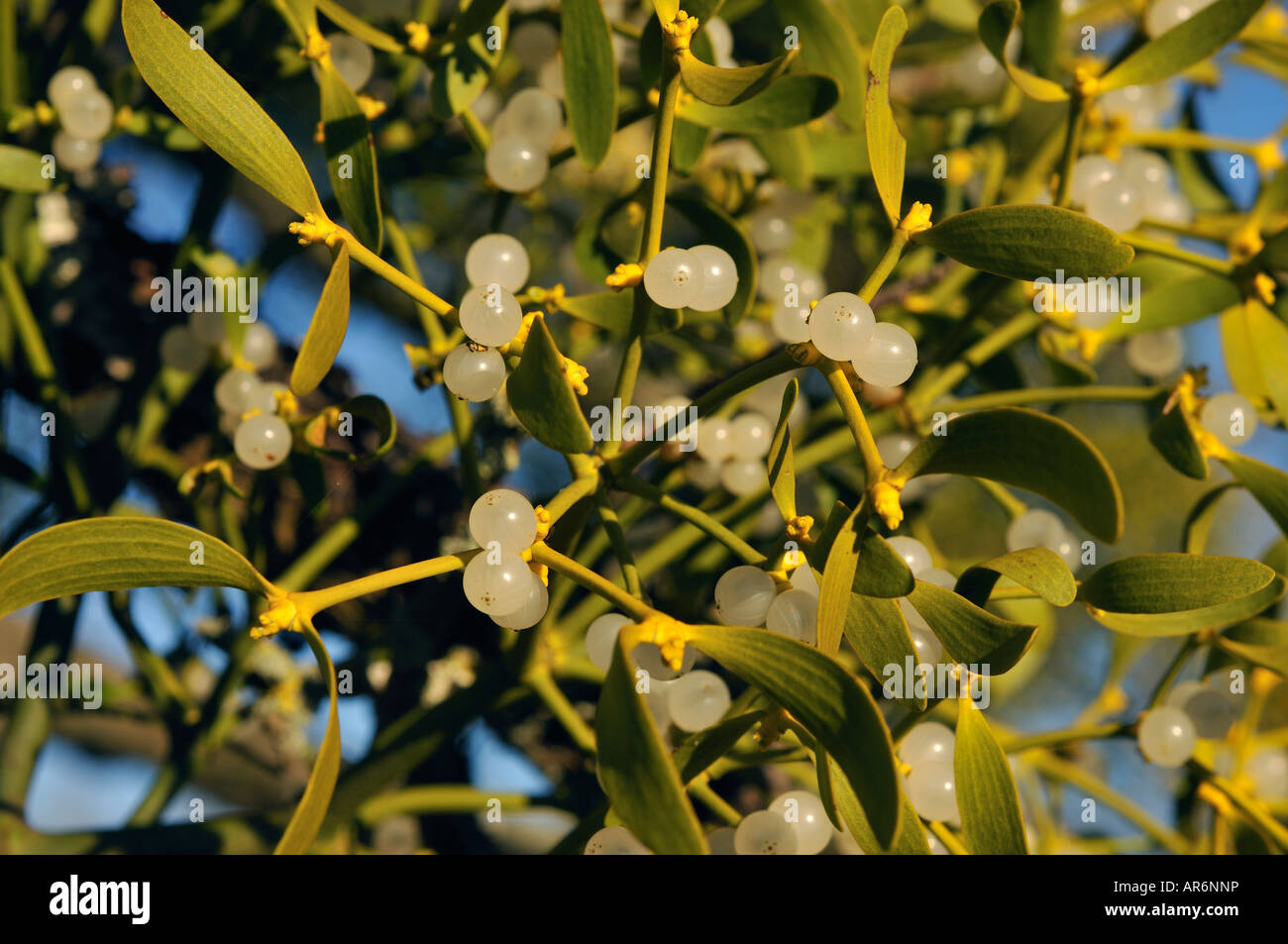 Mistletoe berries Stock Photo Alamy