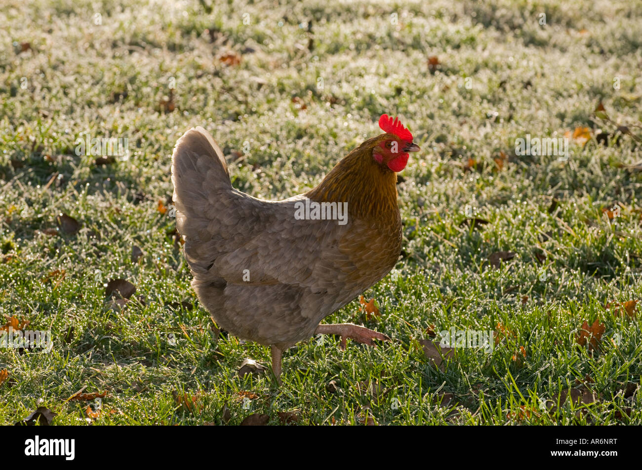 Hen - poultry. Stock Photo