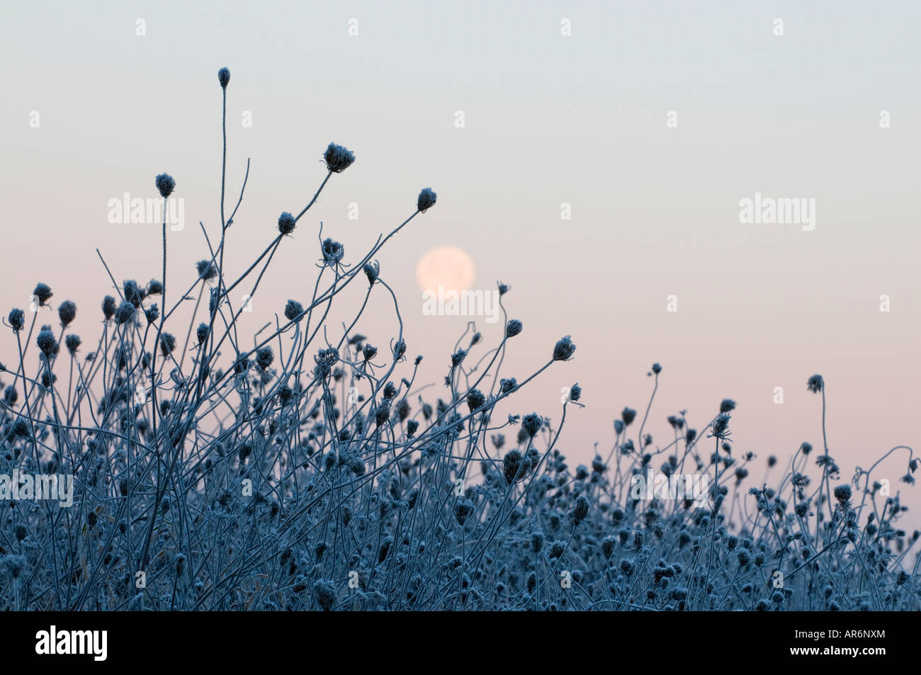 Setting Full Moon and field of frozen weeds, France. Stock Photo