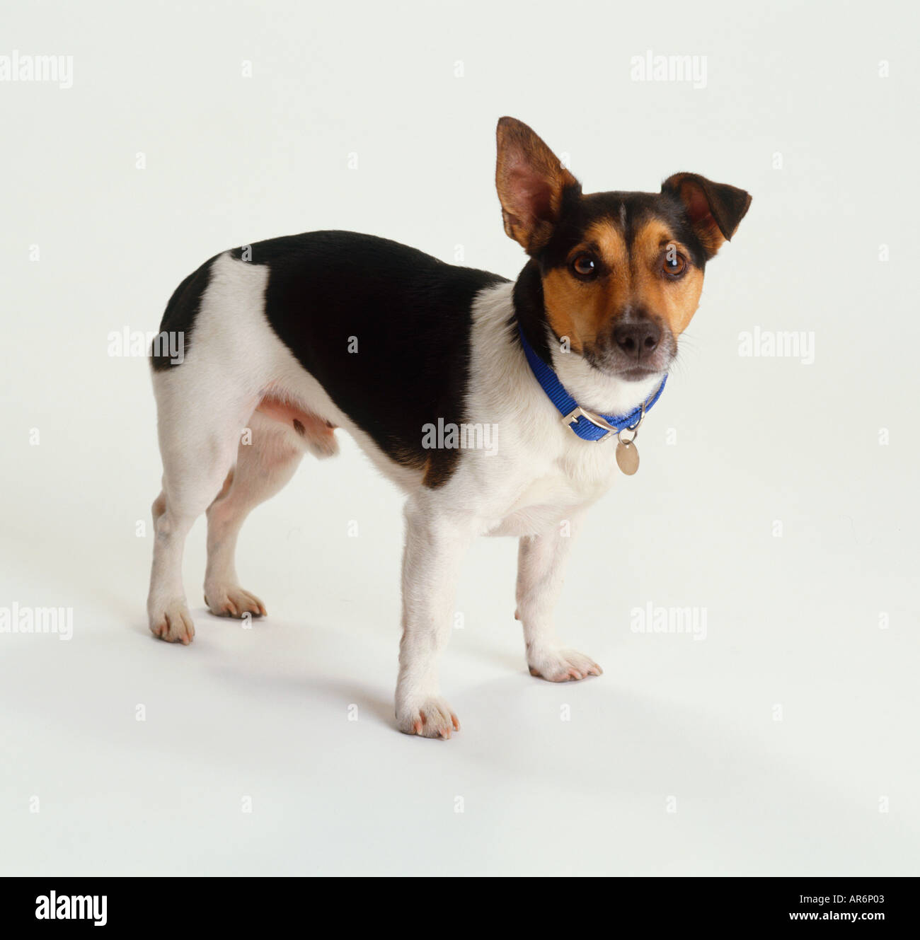 russell terrier black and white
