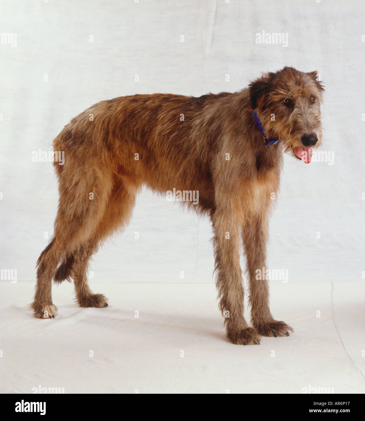 irish wolfhound fur