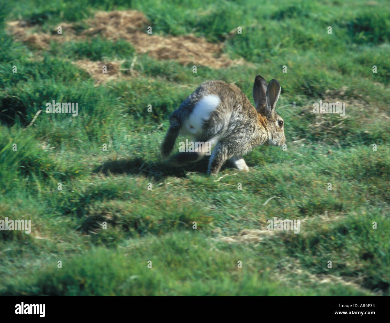 European Wild Rabbit Oryctolagus cuniculus Running Stock Photo - Alamy
