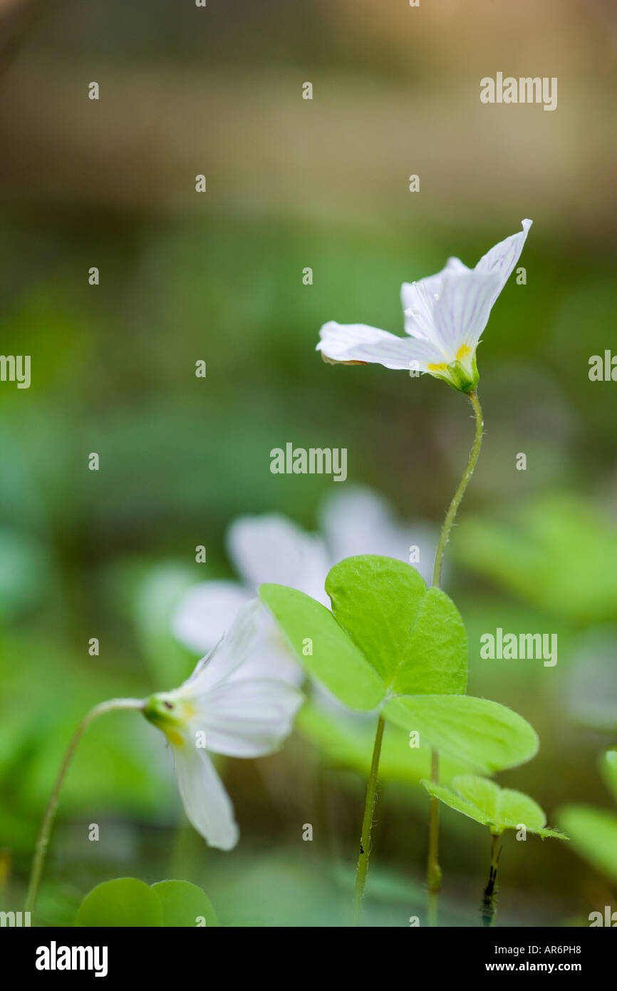Wood sorrel flowers and leaves Stock Photo