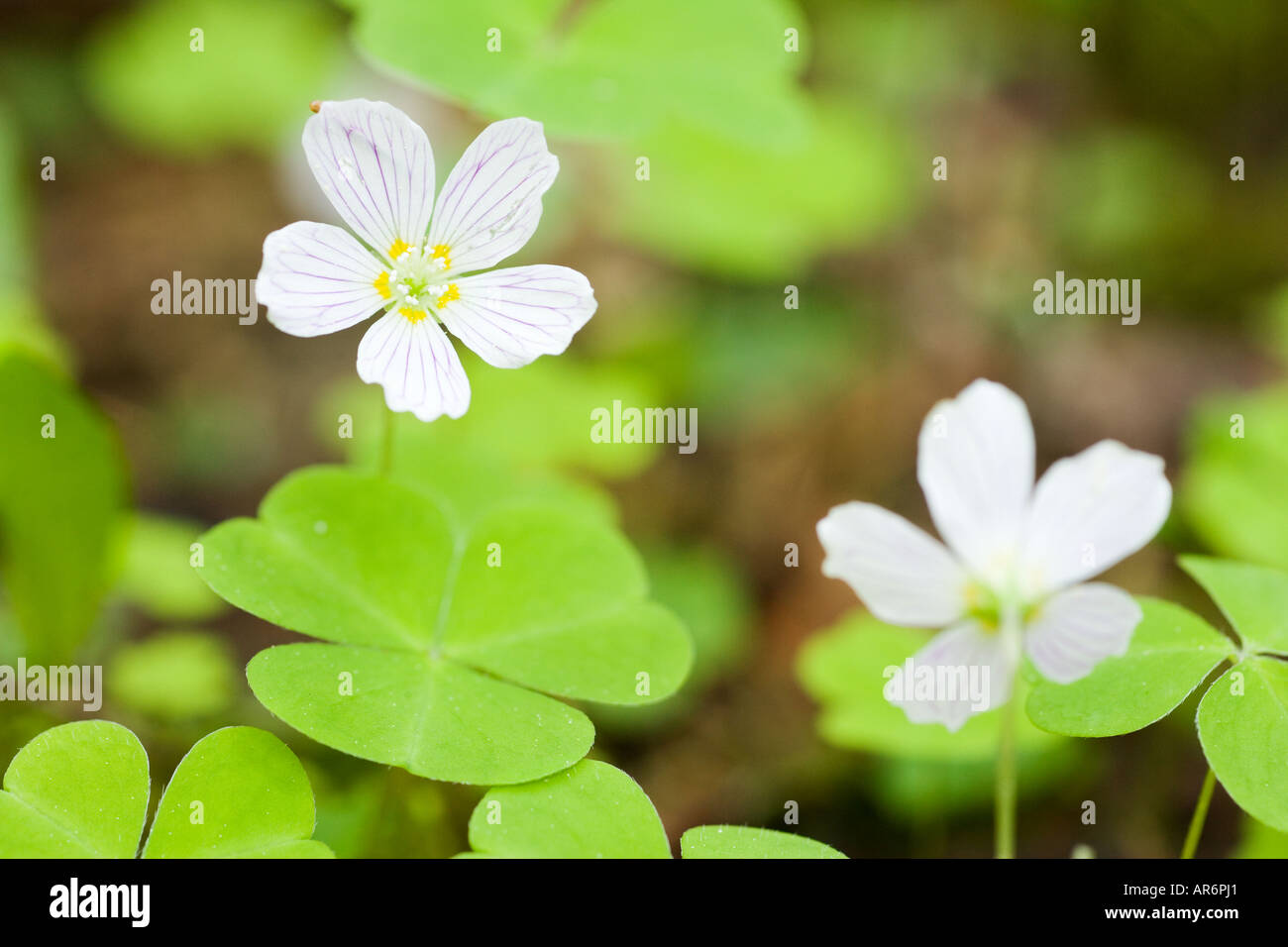 Wood sorrel flowers and leaves Stock Photo