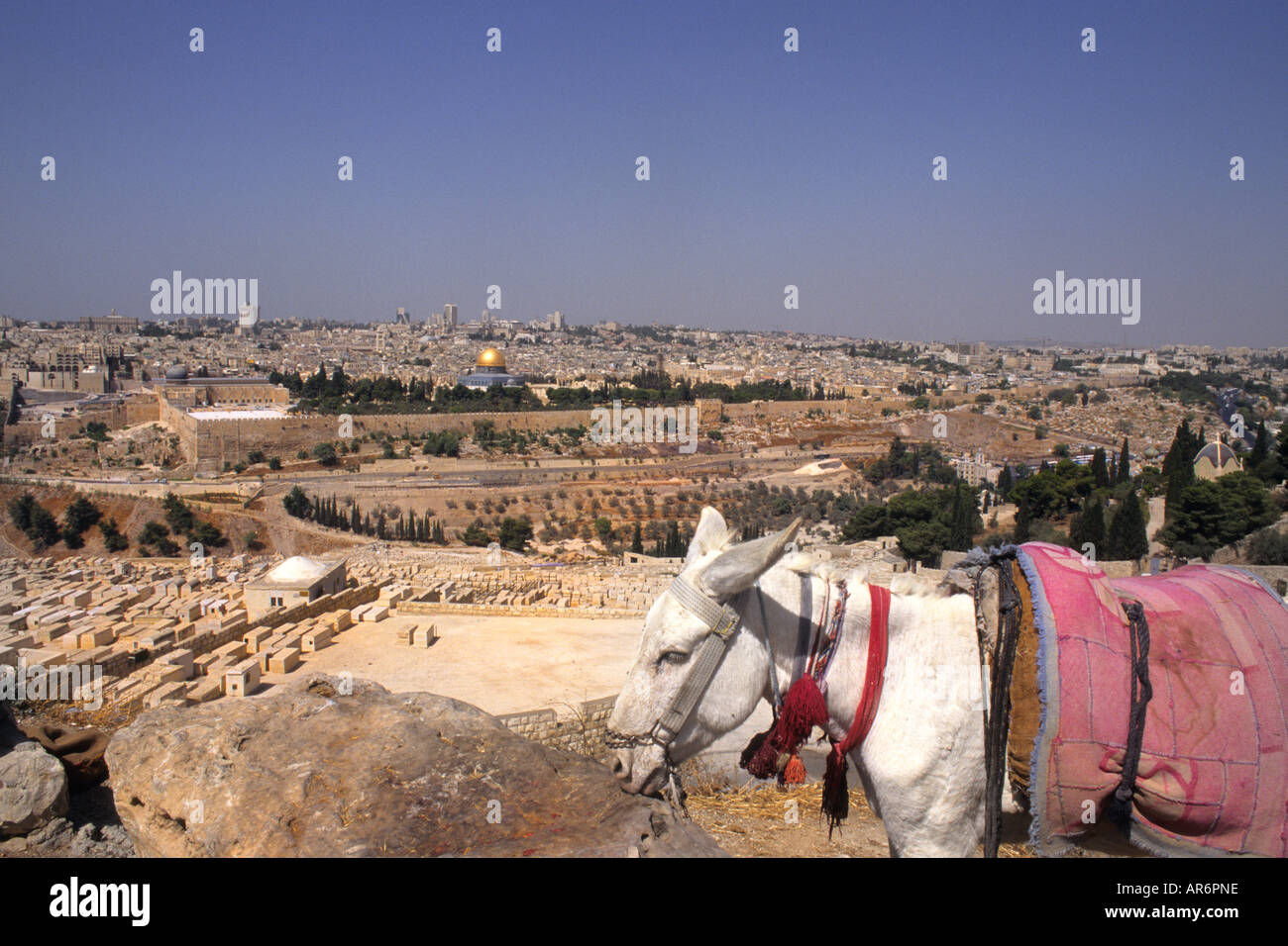 Jerusalem donkey hires stock photography and images Alamy