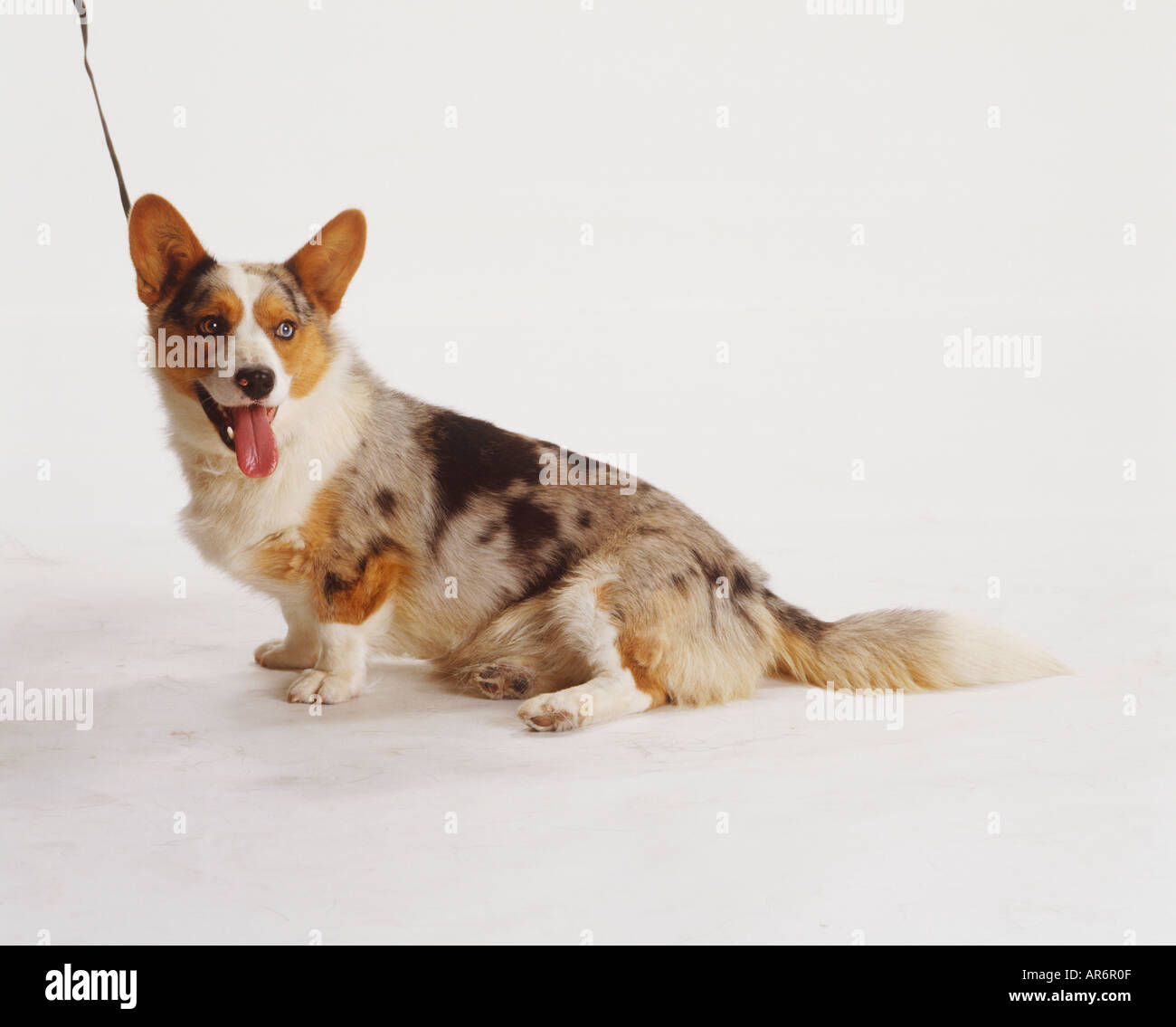Brown and white black merle patterning on sides, standing