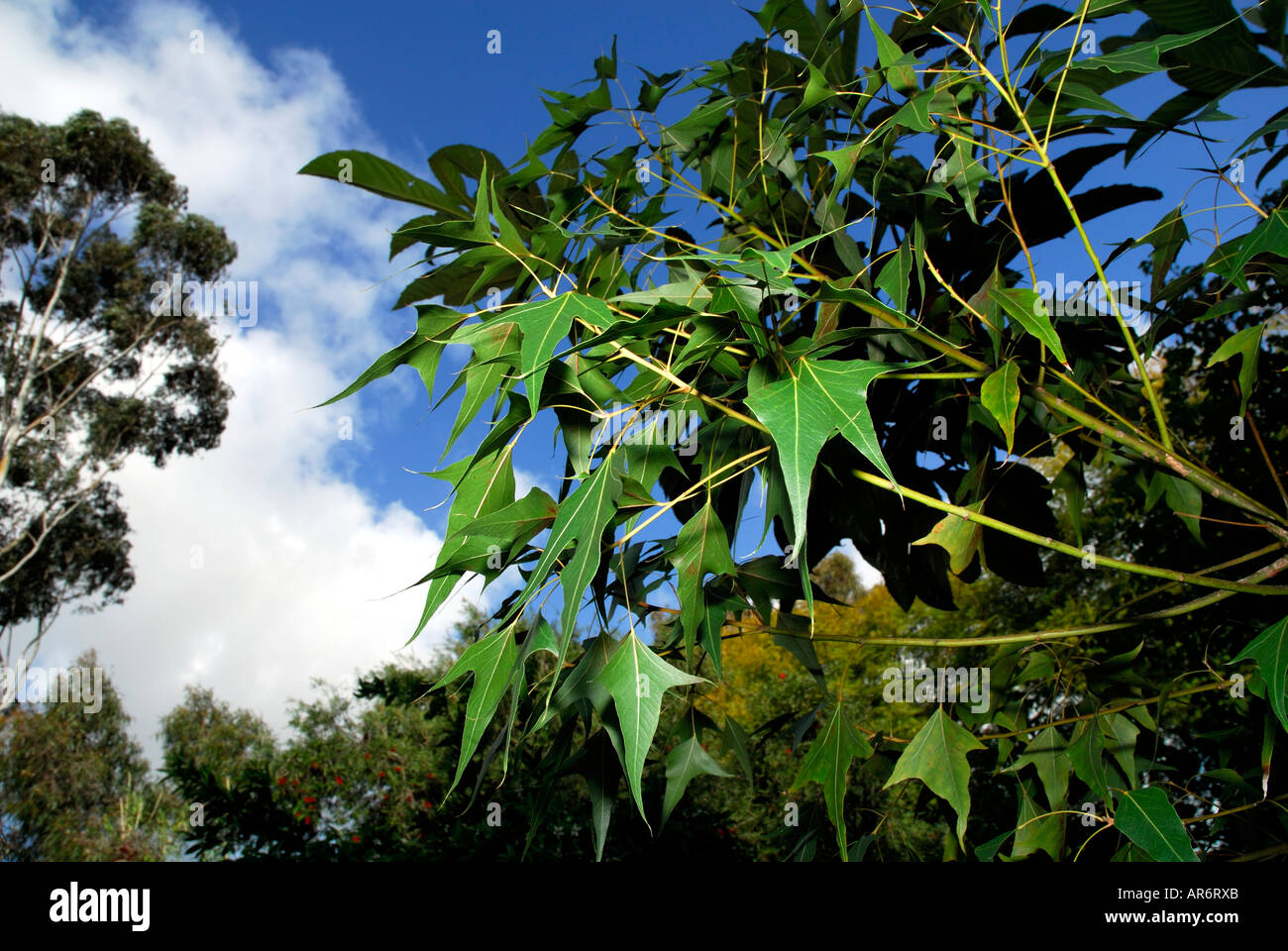 Desert kurrajong tree hires stock photography and images Alamy
