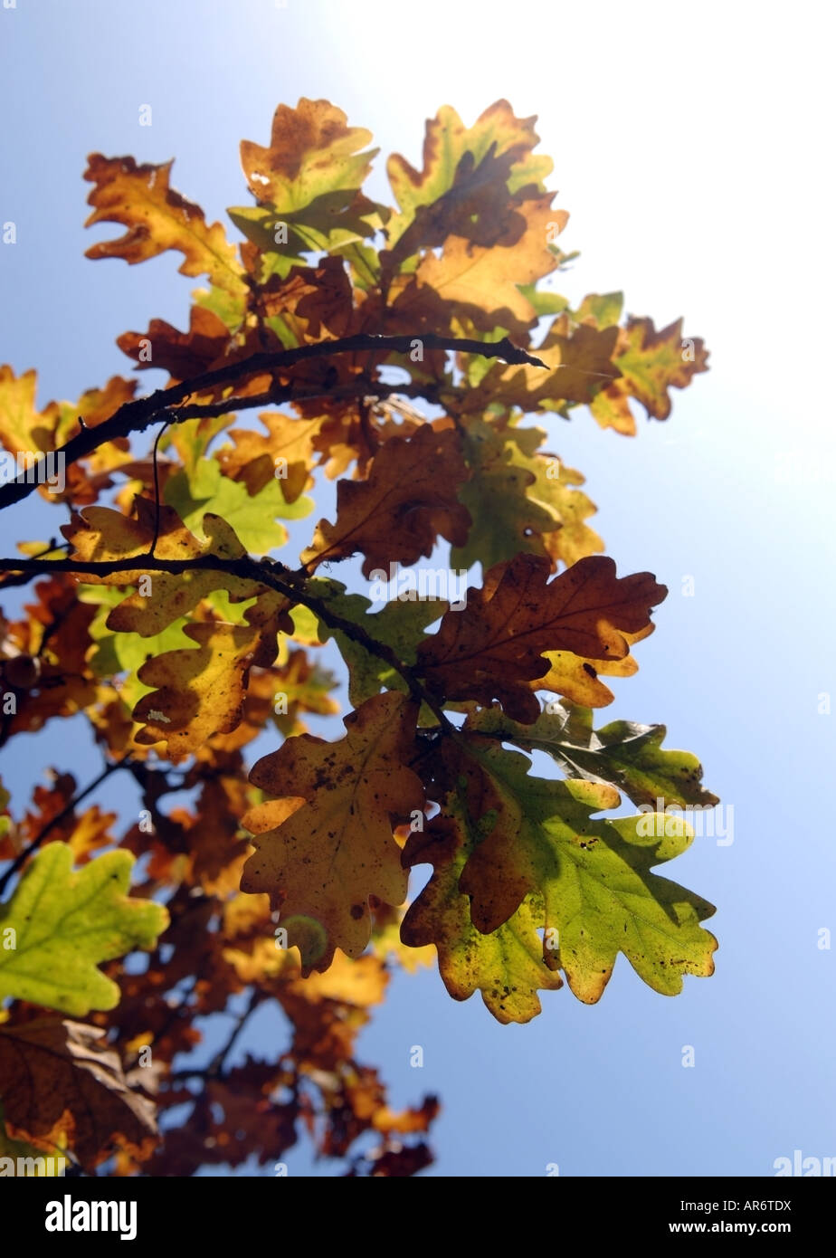 Sunlight shining through oak leaves Stock Photo - Alamy