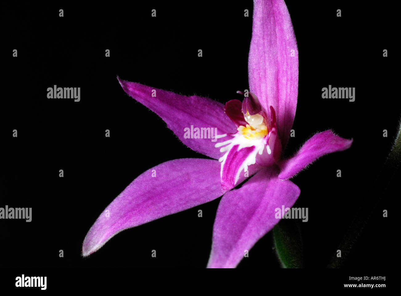 Pink Fairy Orchid Stock Photo
