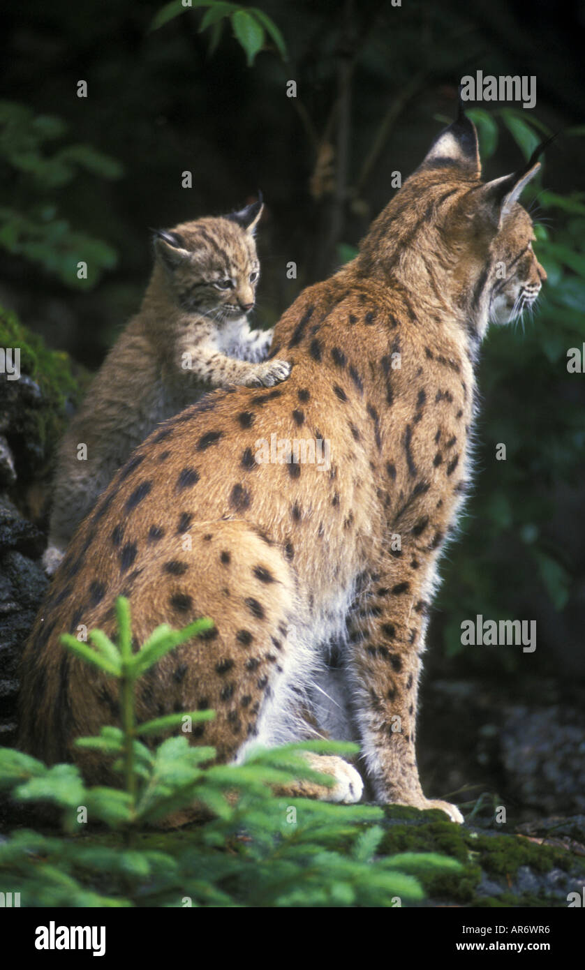 European Lynx, lynx lynx, Germany, Luchs, female with cub Stock Photo
