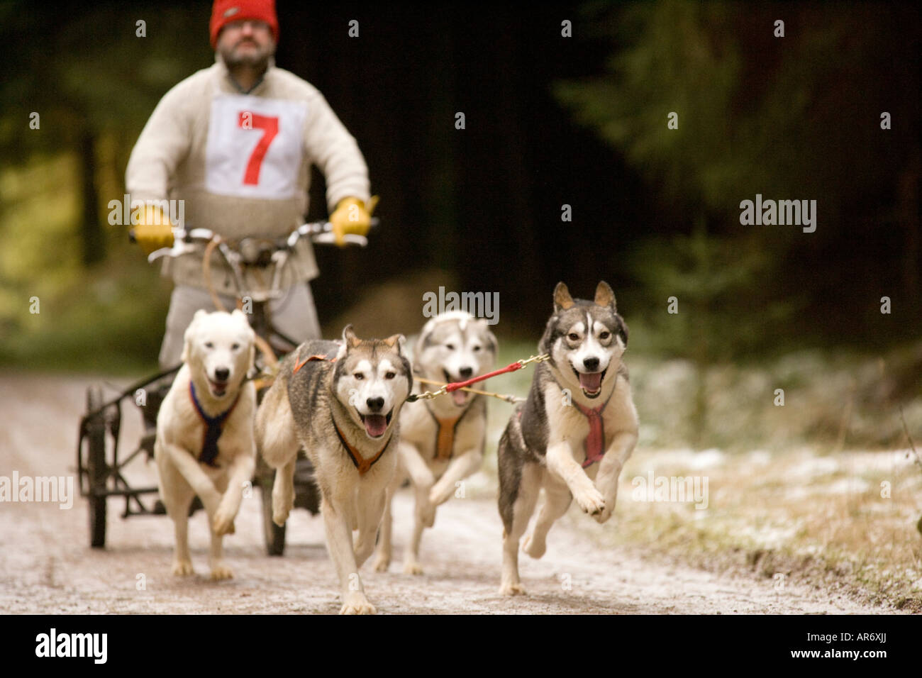 Dog Sport Scotland Husky Huskies sled dog racing in Ae Forest Dumfries and Galloway UK Stock Photo