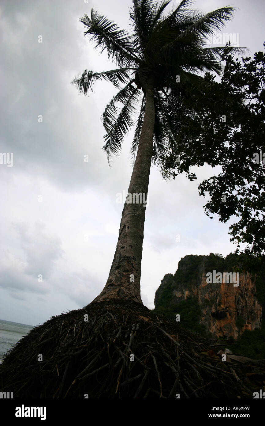palm tree silohete in Thailand Stock Photo