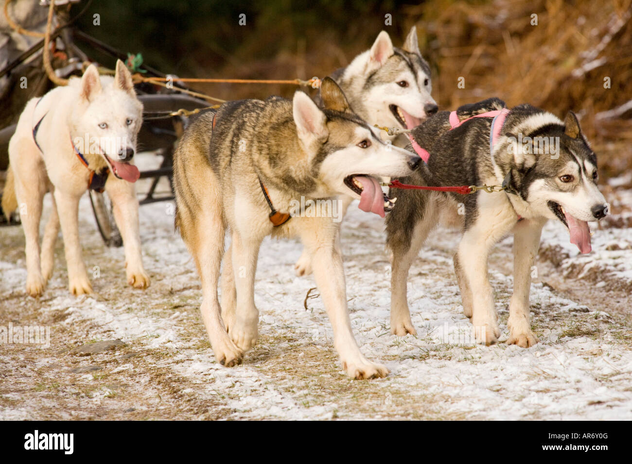 A hard day at the office husky huskies sled dogs with their tongues hanging out of puff coming to the end of a race in Ae Forest Stock Photo