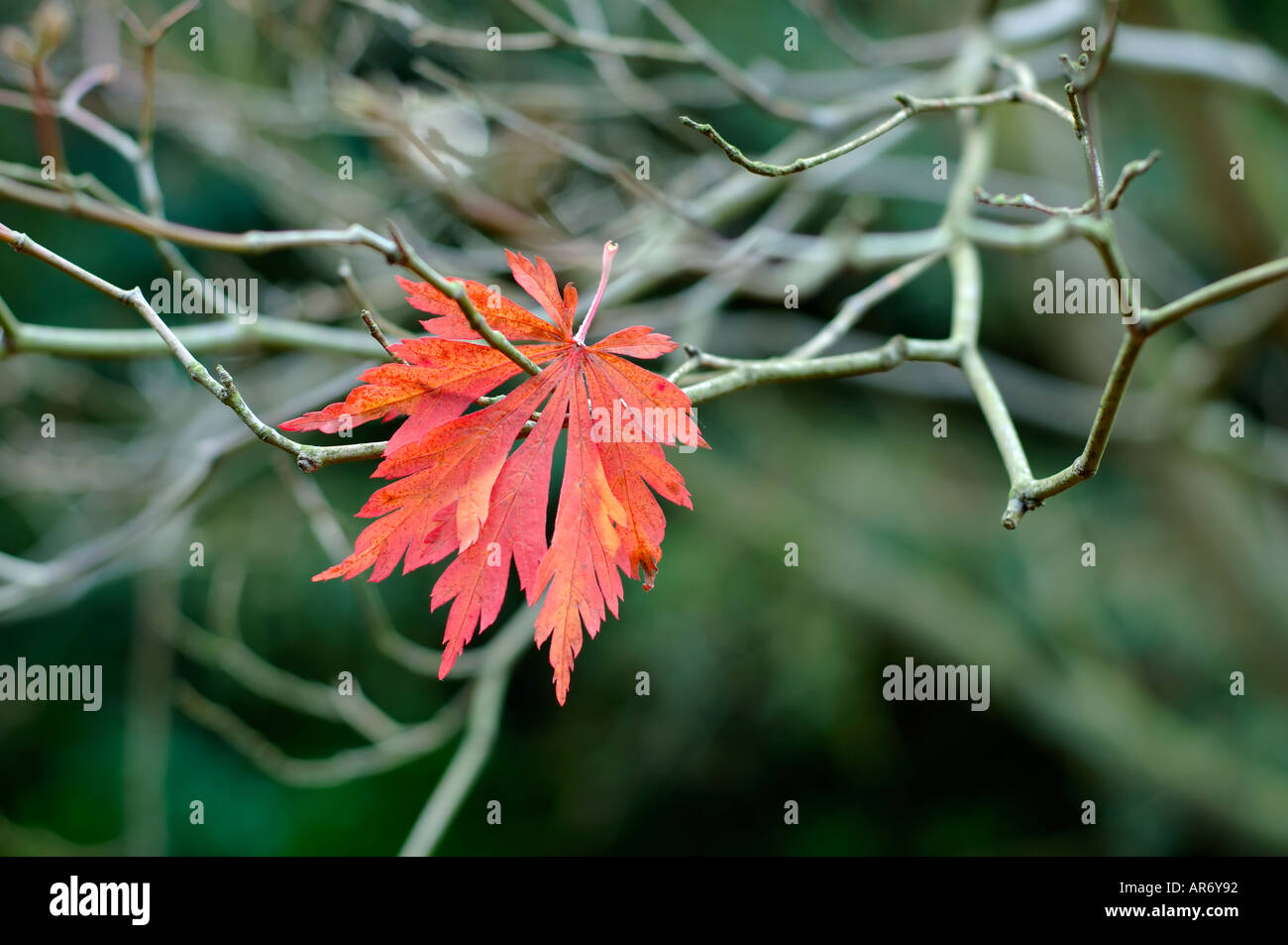 Last Fallen Red Japanese maple Acer palmatum japonicum leaf hanging amognst leafless branches Stock Photo