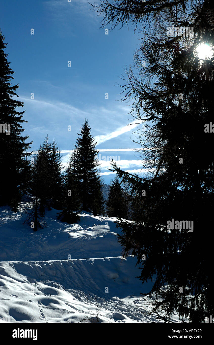 snow trees blue sky snow scene snow tracks alpine Vallandry Les Arcs Alps Savoie 73 France Stock Photo