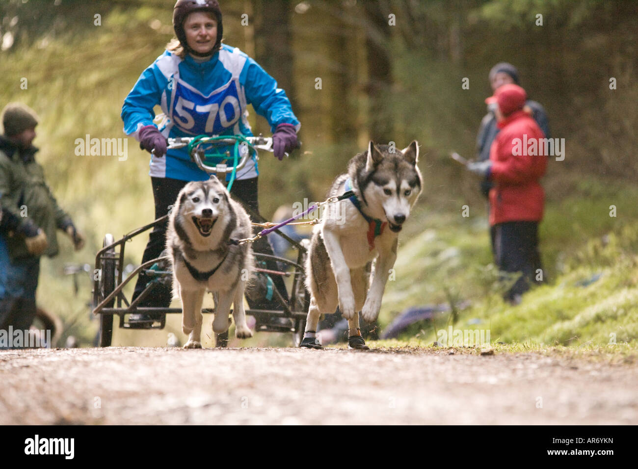 Dog Sport Scotland Husky Huskies teamwork two dog sled racing in Ae Forest Dumfries and Galloway UK Stock Photo