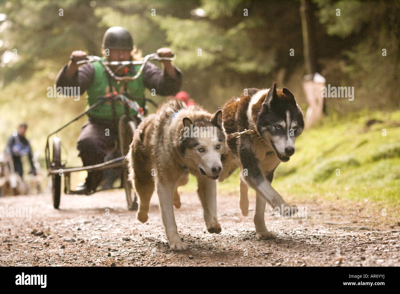 Dog Sport Scotland Husky Huskies teamwork two dog sled racing in Ae Forest Dumfries and Galloway UK Stock Photo