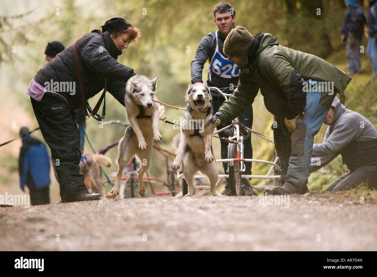 Dog Sport Scotland Husky Huskies sled dog racing in Ae Forest Dumfries and Galloway UK Stock Photo