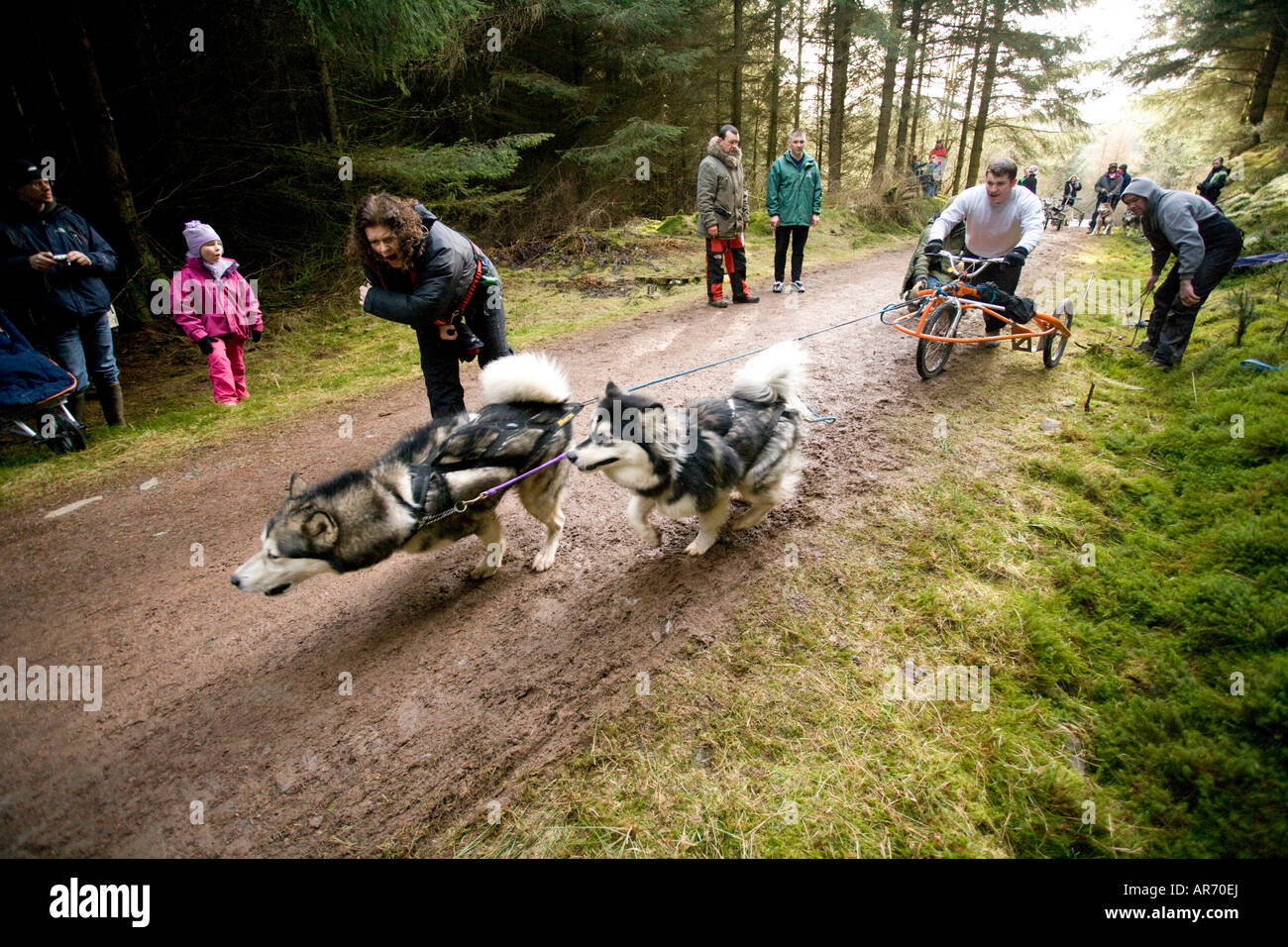 Dog Sport Scotland Husky Huskies sled dog racing in Ae Forest go go go sled team starting off Dumfries and Galloway UK Stock Photo