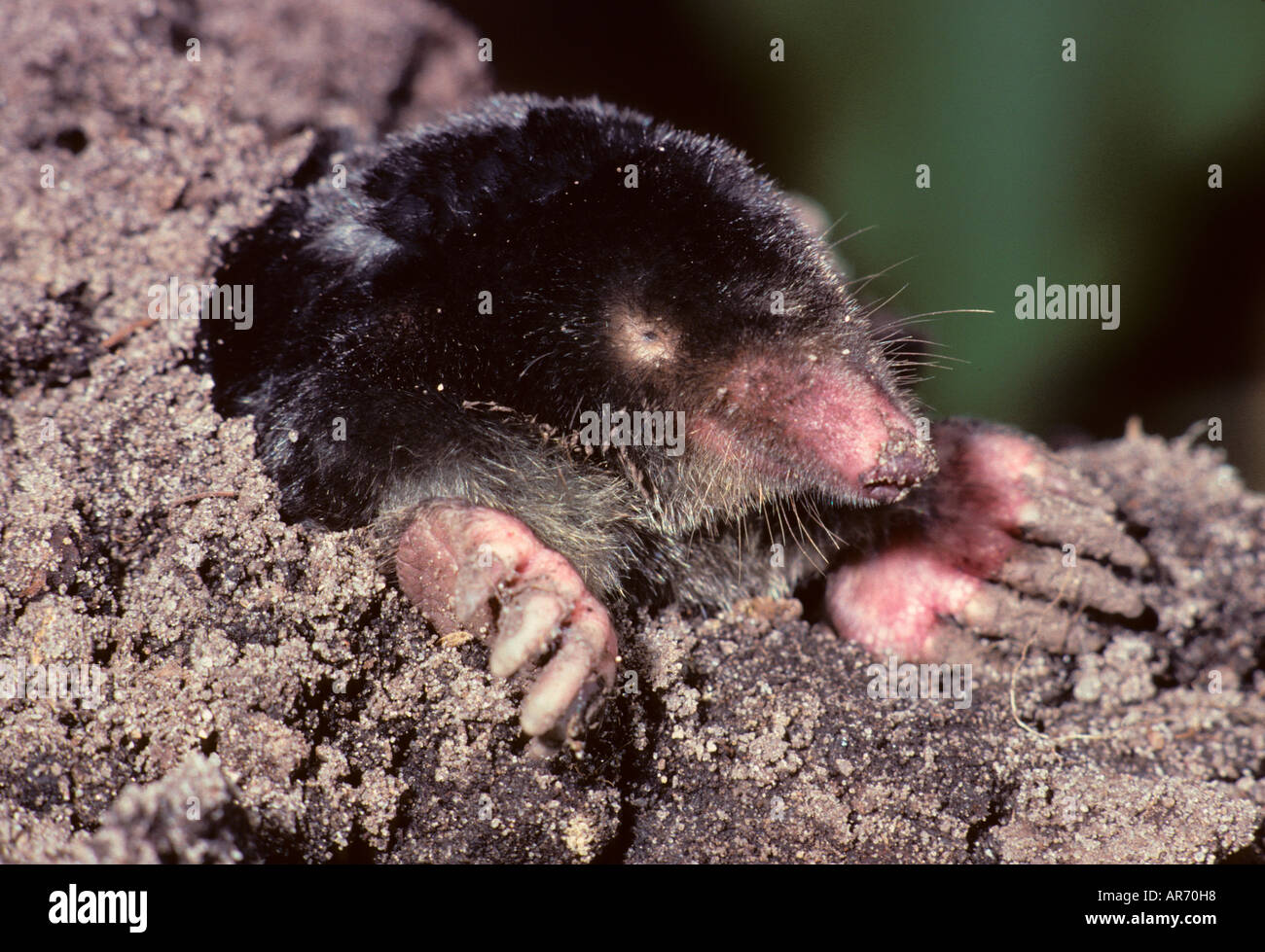 Maulwurf, Talpa europaea, Mole Stock Photo