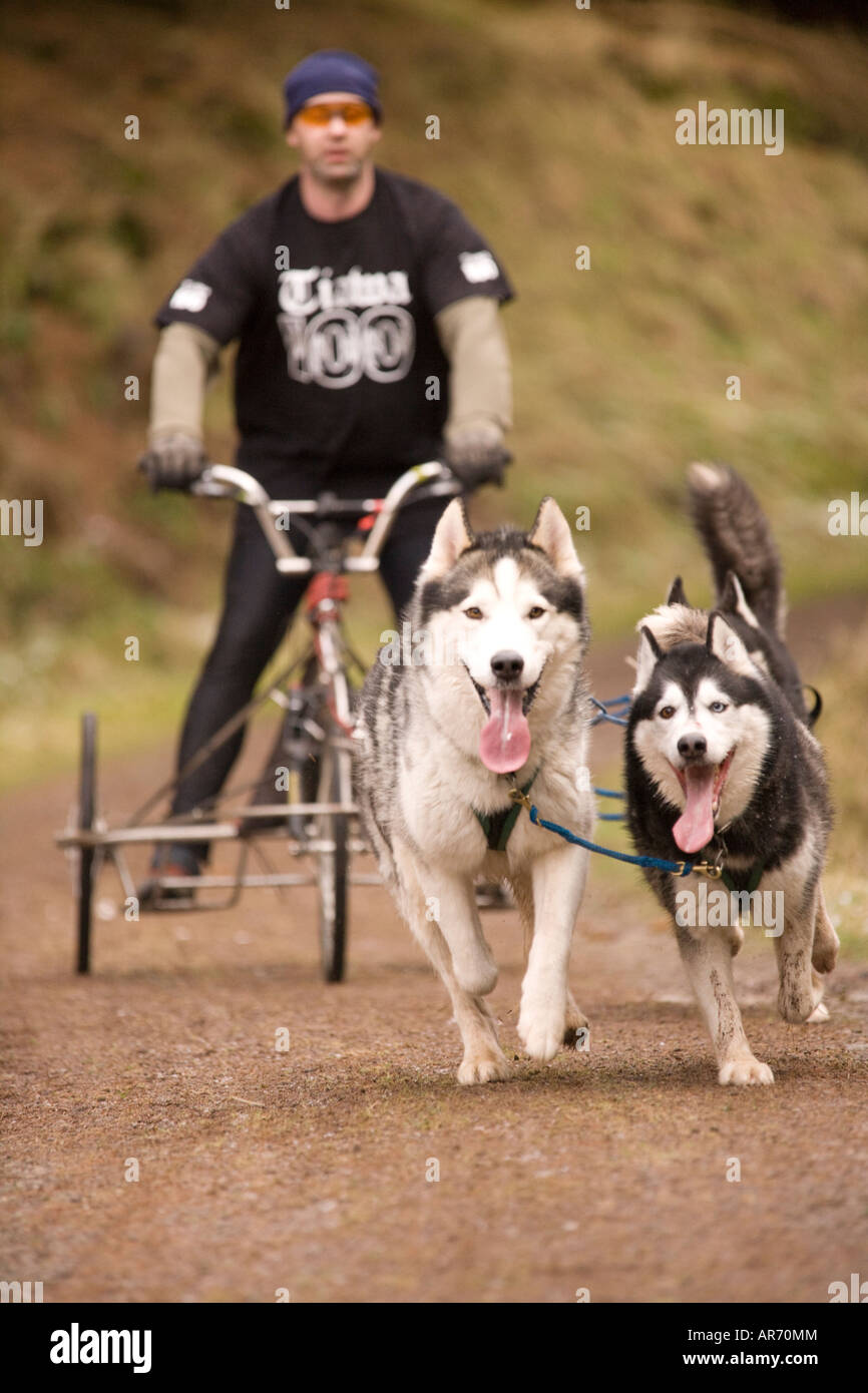 Dog Sport Scotland Husky Huskies sled dog racing in Ae Forest Dumfries and Galloway UK Stock Photo