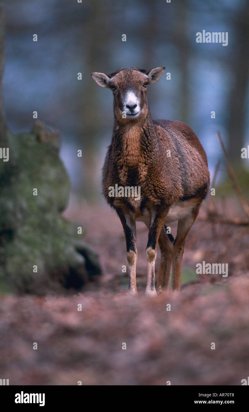 Mufflon Muffelwild Muffel Ovis ammon ovis orientalis mouflon moufflon Deutschland Weibchen Stock Photo