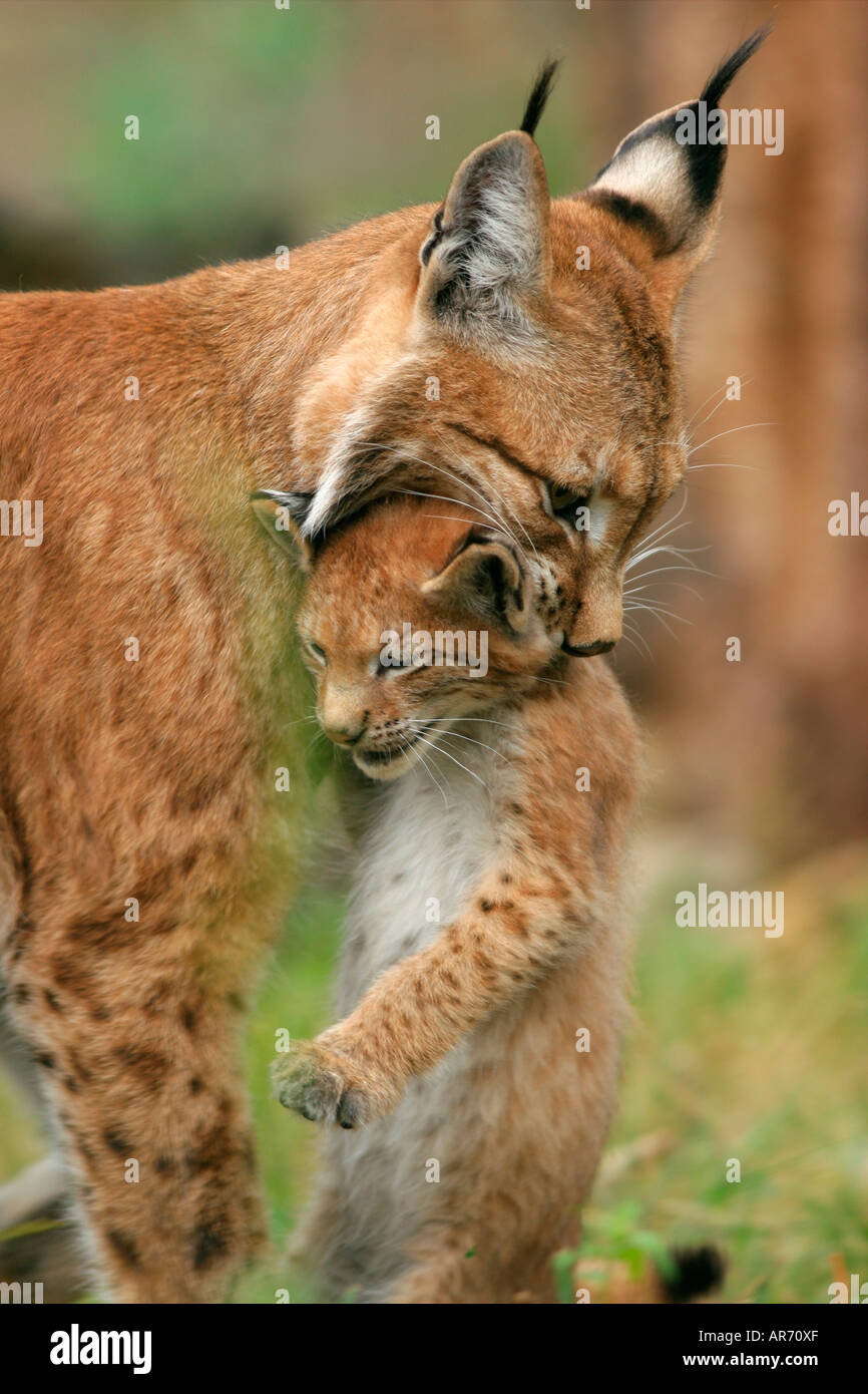 European Lynx, Luchs, felis lynx, europe Stock Photo
