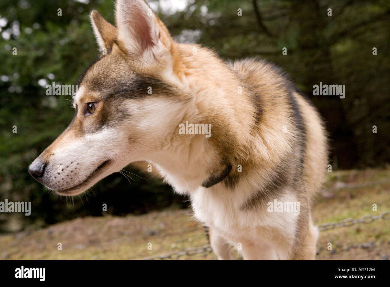 8 month old cute husky puppy dog at sled dog race in Ae Forest Dumfries and Galloway Scotland UK Stock Photo
